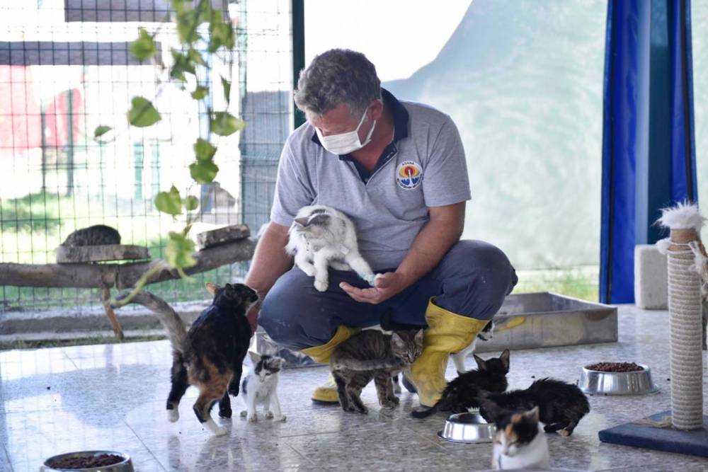 Büyükşehir, sokak canlılarıyla ilgili hizmeti ve desteği artırarak sürdürüyor 