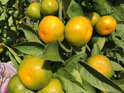 2023/24 SEZONUNDA NARENCİYEDE BEKLENTİ YÜKSEK