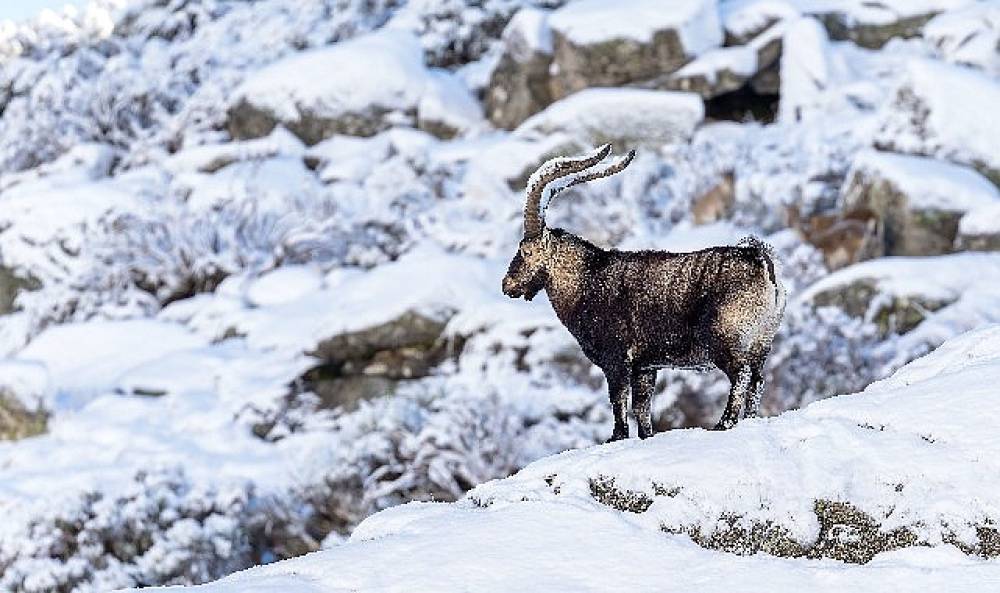 'Gredos: Dağların Kralı', 26 Eyl&uuml;l Cumartesi Saat 19.00'da National Geographic WILD Ekranlarında! 