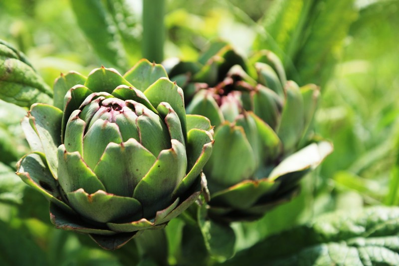 BELEDİYENİN TARIMSAL KALKINMA ÇALIŞMALARI SÜRÜYOR